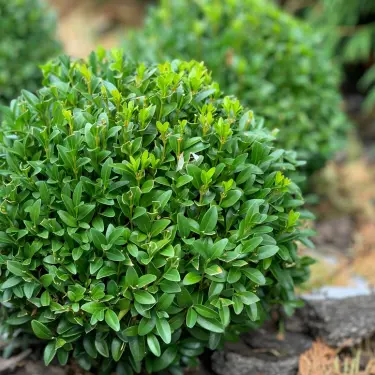 Plantning og pasning af buksbom 